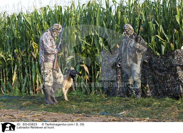 Labrador Retriever bei der Jagd / Labrador Retriever at hunt / SO-03823