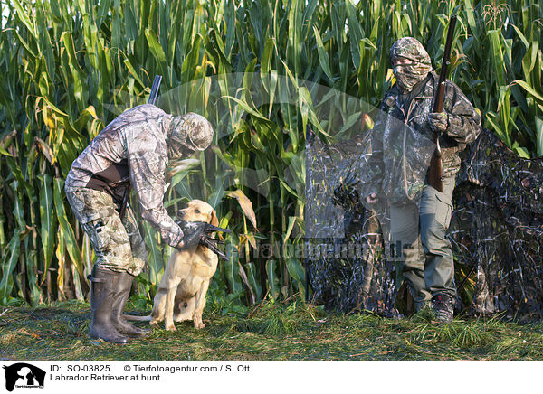 Labrador Retriever at hunt / SO-03825
