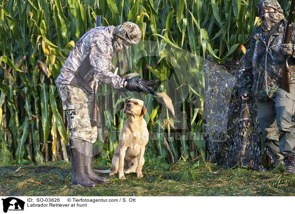 Labrador Retriever bei der Jagd / Labrador Retriever at hunt / SO-03826
