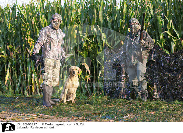 Labrador Retriever bei der Jagd / Labrador Retriever at hunt / SO-03827