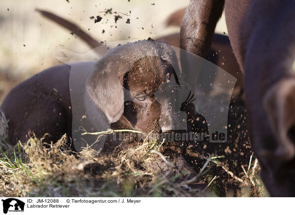 Labrador Retriever / Labrador Retriever / JM-12088