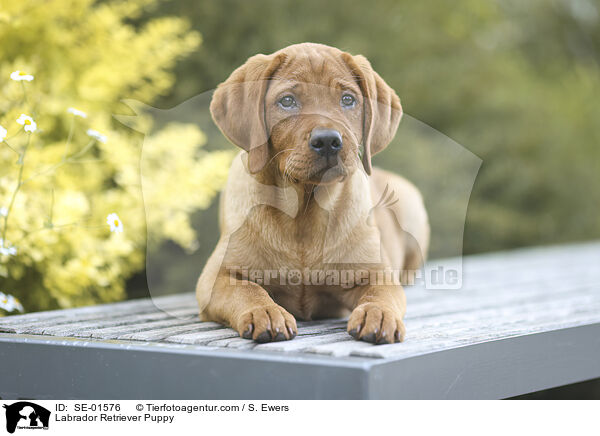 Labrador Retriever Welpe / Labrador Retriever Puppy / SE-01576