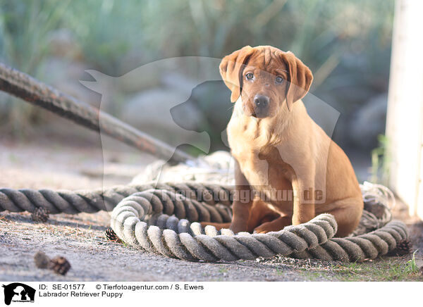 Labrador Retriever Welpe / Labrador Retriever Puppy / SE-01577