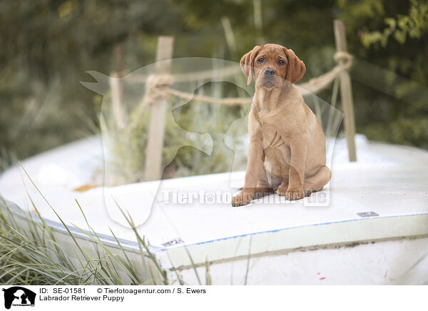 Labrador Retriever Welpe / Labrador Retriever Puppy / SE-01581