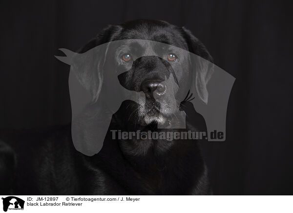 black Labrador Retriever / JM-12897