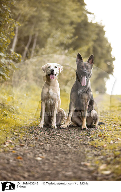 2 Hunde / 2 dogs / JAM-03249