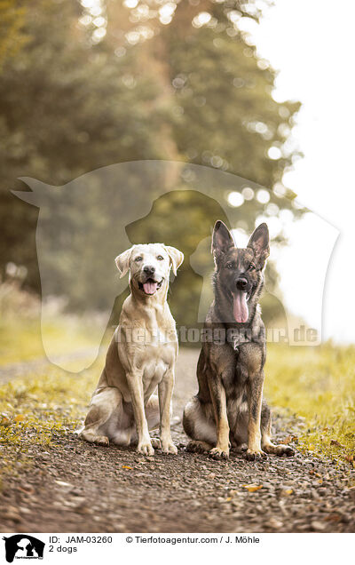 2 Hunde / 2 dogs / JAM-03260