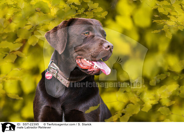 Labrador Retriever Rde / male Labrador Retriever / SST-22395