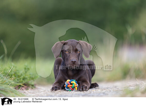 junger Labrador Retriever / young Labrador Retriever / SI-01988