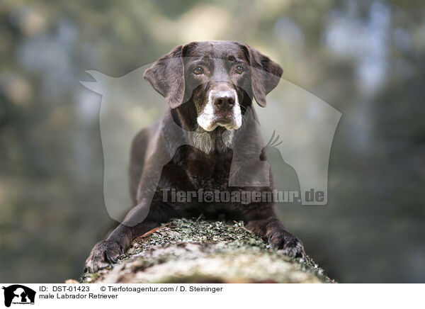 Labrador Retriever Rde / male Labrador Retriever / DST-01423