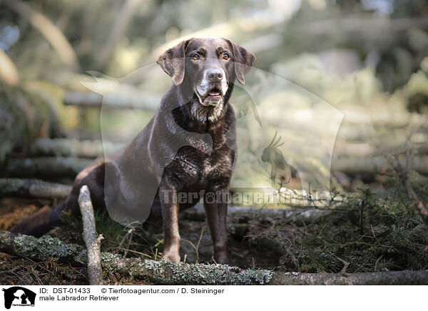 Labrador Retriever Rde / male Labrador Retriever / DST-01433