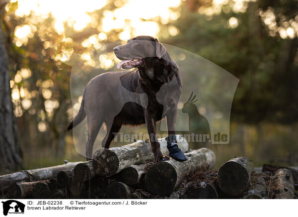brauner Labrador Retriever / brown Labrador Retriever / JEB-02238