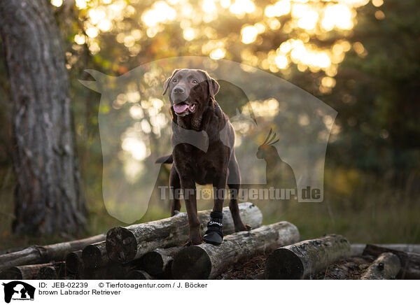brauner Labrador Retriever / brown Labrador Retriever / JEB-02239