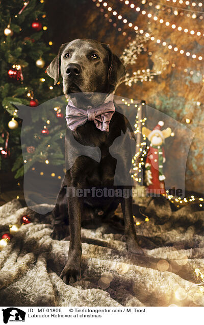 Labrador Retriever an Weihnachten / Labrador Retriever at christmas / MT-01806
