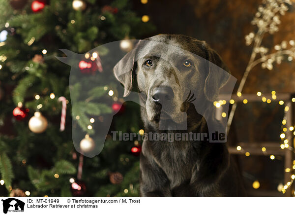 Labrador Retriever at christmas / MT-01949