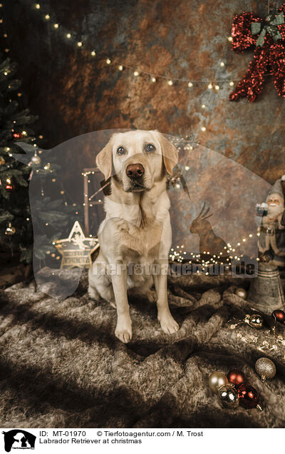 Labrador Retriever at christmas / MT-01970