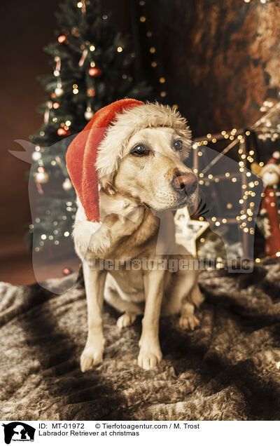 Labrador Retriever an Weihnachten / Labrador Retriever at christmas / MT-01972