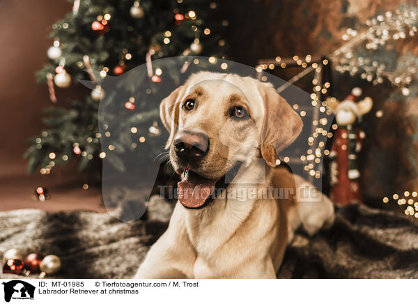 Labrador Retriever at christmas / MT-01985