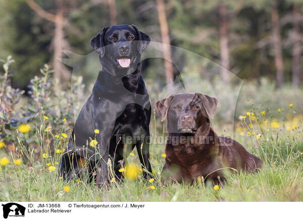 Labrador Retriever / Labrador Retriever / JM-13668