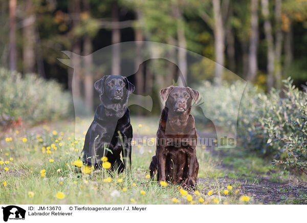 Labrador Retriever / Labrador Retriever / JM-13670