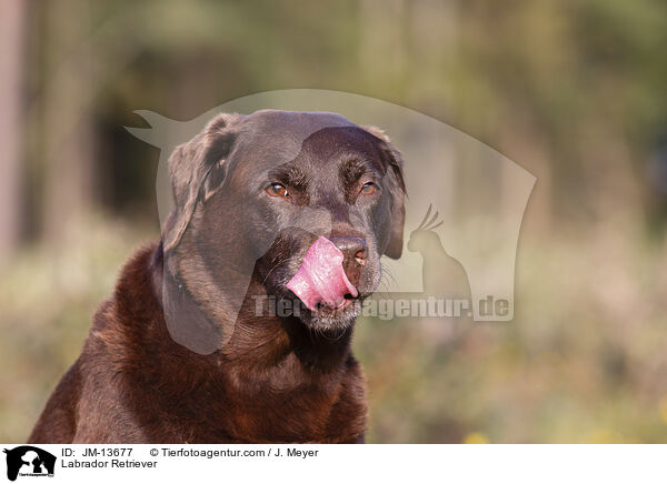 Labrador Retriever / Labrador Retriever / JM-13677