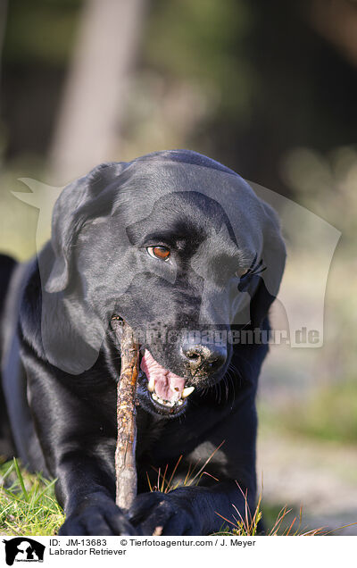 Labrador Retriever / Labrador Retriever / JM-13683