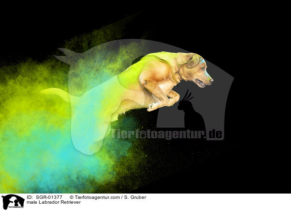 Labrador Retriever Rde / male Labrador Retriever / SGR-01377