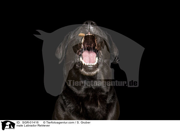 Labrador Retriever Rde / male Labrador Retriever / SGR-01416
