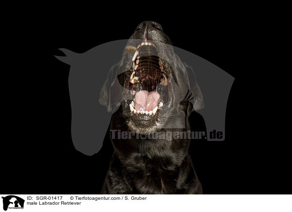 Labrador Retriever Rde / male Labrador Retriever / SGR-01417