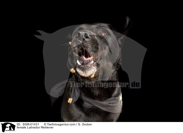 female Labrador Retriever / SGR-01431