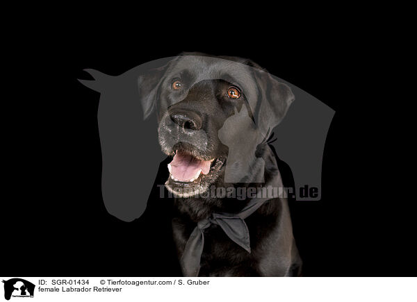 female Labrador Retriever / SGR-01434