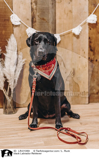 schwarzer Labrador Retriever / black Labrador Retriever / LR-01069