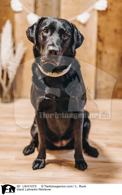 schwarzer Labrador Retriever / black Labrador Retriever / LR-01073