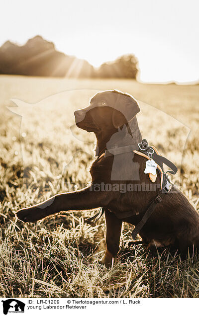 junger Labrador Retriever / young Labrador Retriever / LR-01209