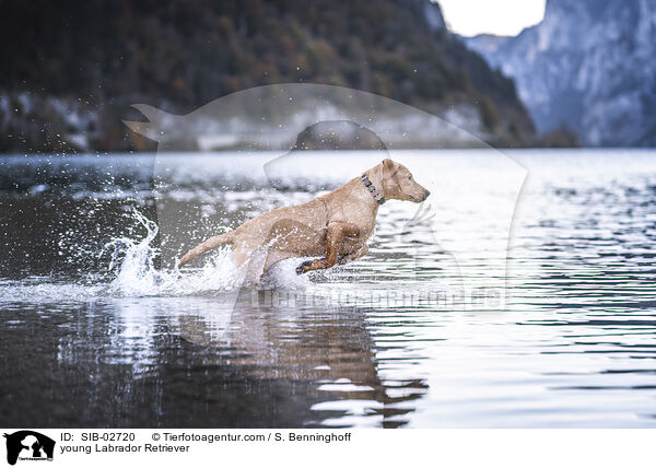 junger Labrador Retriever / young Labrador Retriever / SIB-02720