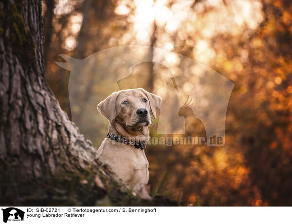 junger Labrador Retriever / young Labrador Retriever / SIB-02721