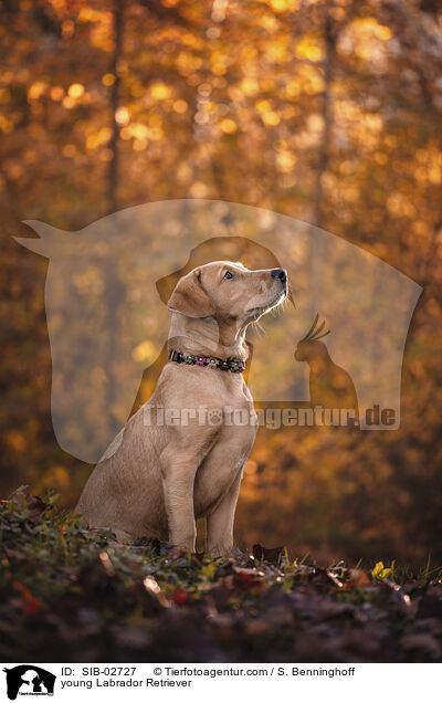 junger Labrador Retriever / young Labrador Retriever / SIB-02727