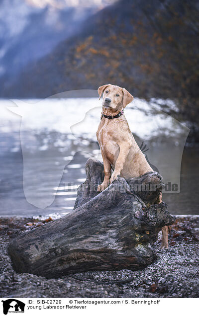 junger Labrador Retriever / young Labrador Retriever / SIB-02729