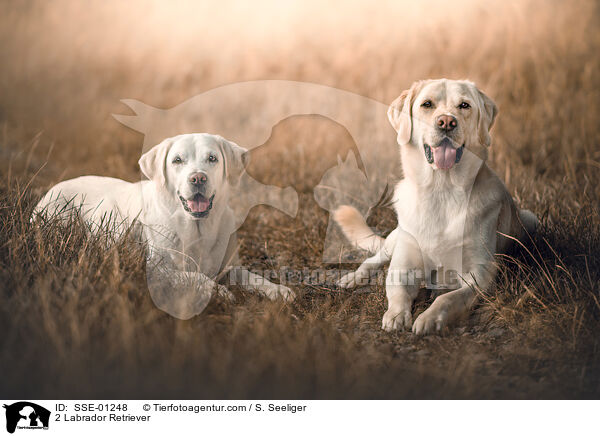 2 Labrador Retriever / 2 Labrador Retriever / SSE-01248