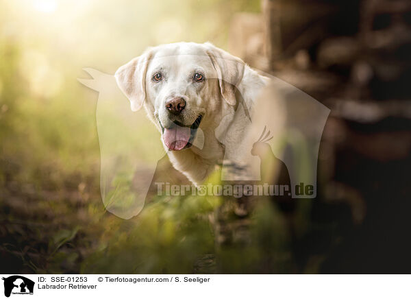 Labrador Retriever / SSE-01253