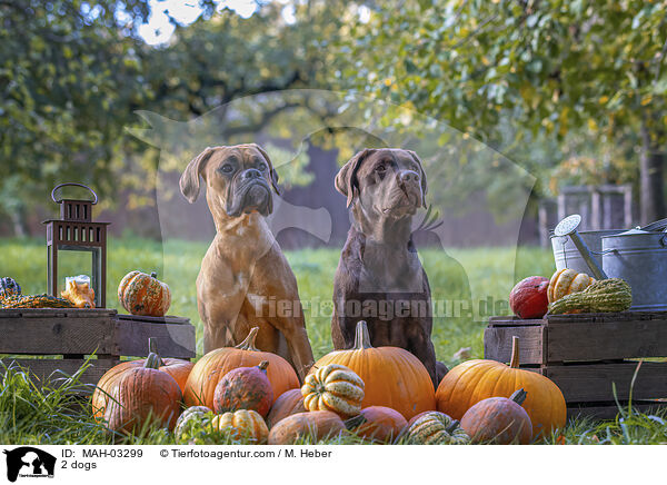 2 Hunde / 2 dogs / MAH-03299