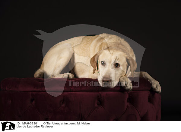 blonder Labrador Retriever / blonde Labrador Retriever / MAH-03301