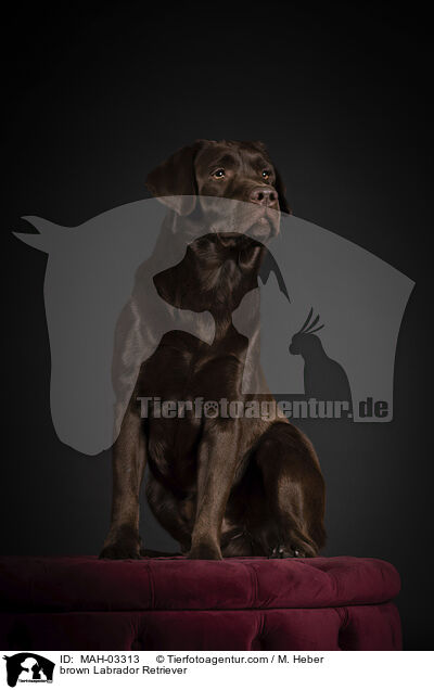 brauner Labrador Retriever / brown Labrador Retriever / MAH-03313