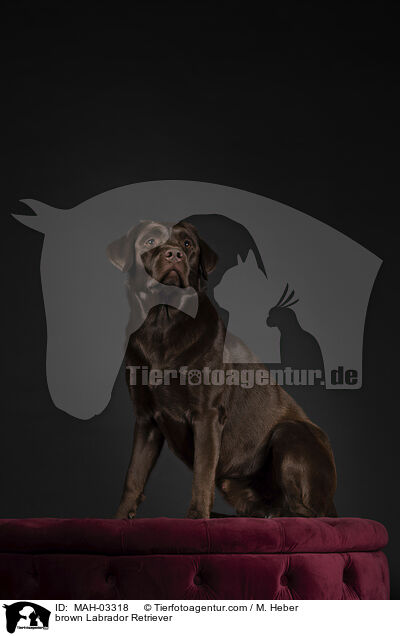 brauner Labrador Retriever / brown Labrador Retriever / MAH-03318
