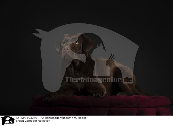 brauner Labrador Retriever / brown Labrador Retriever / MAH-03319