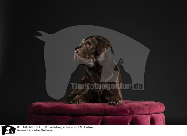 brauner Labrador Retriever / brown Labrador Retriever / MAH-03321
