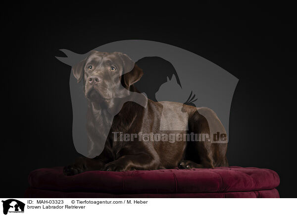 brauner Labrador Retriever / brown Labrador Retriever / MAH-03323