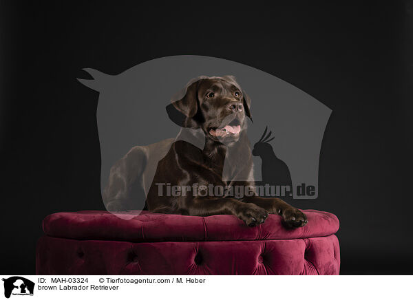 brauner Labrador Retriever / brown Labrador Retriever / MAH-03324