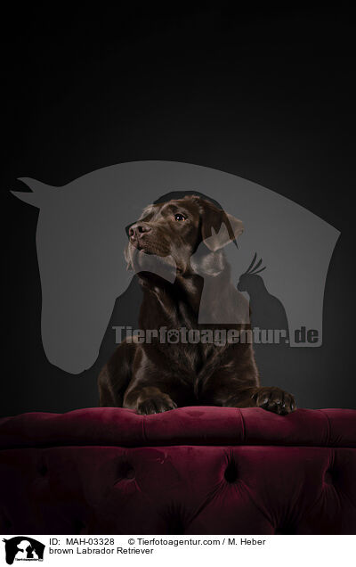 brauner Labrador Retriever / brown Labrador Retriever / MAH-03328