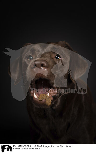 brauner Labrador Retriever / brown Labrador Retriever / MAH-03329